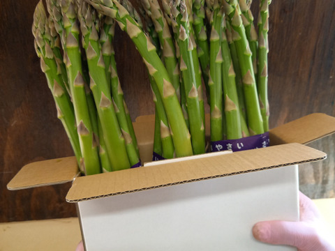 【収穫後1時間で冷蔵開始】北海道産アスパラガス・約1㎏