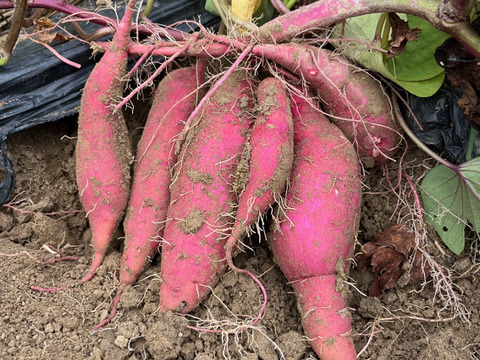 農薬不使用だから安心！愛知県産さつまいも「カカオいも」３kg【もうすぐクリスマス！ワクワクセール中】