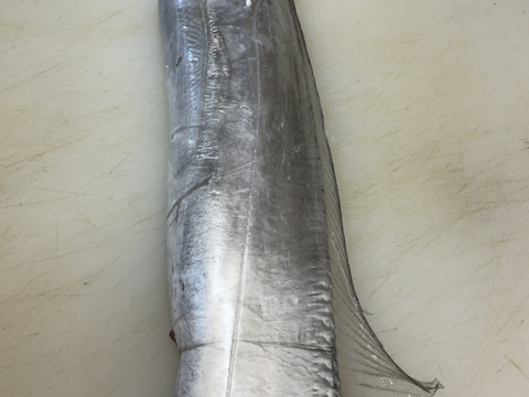 【ビッグサイズ】太刀魚/タチウオ/特大/800～900g/今の時期安いです【生】