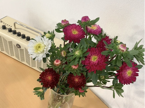 【旬のお花！】アスター10本　おまかせMiX（30〜50cm）