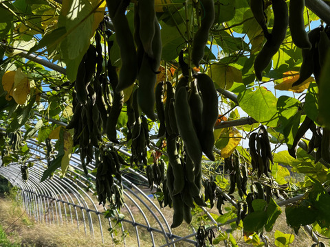ムクナ豆　自然栽培