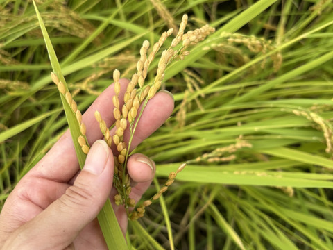 魚沼市で作った美味しいお米  精米  魚沼産コシヒカリ 10㎏  令和7年産