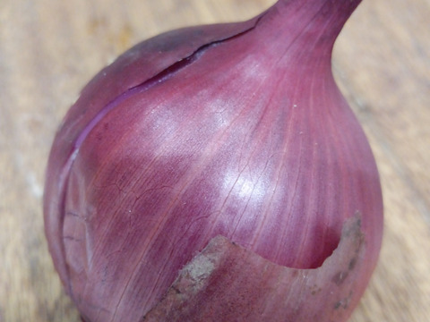 紫玉ねぎ１個入り🧅貴重な農薬と化学肥料を使わないで育てた野菜セット🥕✨️✨️【数量限定❗❗】子供に食べさせたい（７品目〜10品目）😋🍚ばぁばのモノスゴイ野菜🍅🍆🌽✨✨✨