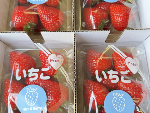 たっぷり1kg🍓濃厚な甘さの完熟とちあいか｜栃木県宇都宮市産（4パック