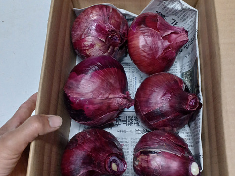 サラダにはこれ‼️甘くてジューシー大玉赤玉ねぎ