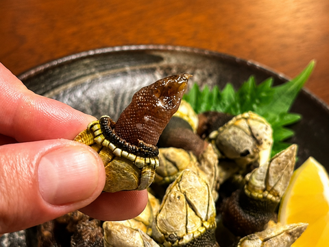 【最高級の酒泥棒】エビ・カニ・貝の旨みを一口に凝縮した食通だけが知る海の高級珍味『天然カメノテ』長州床波ブランド☆約500g【朝どれ】【父の日ギフト】