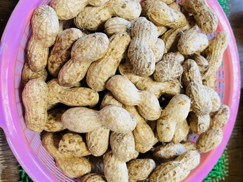 ☆生落花生「おおまさり」横浜市内産「約800g」この時期限定商品！