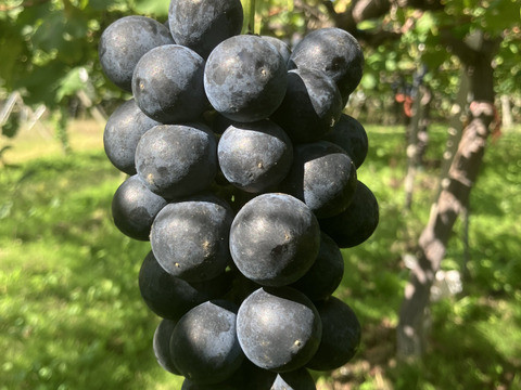 信州松本産ナガノパープルつぶつぶパック（１ｋｇ）