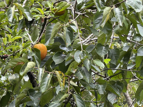 【期間限定　自然農法の恵み】大ぶりのどっしりした　干し柿用蜂屋柿はちや柿　18個以上お届け　
サービスで季節の野菜をお入れしてお届けいたします