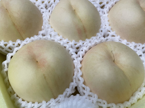 【2024年・岡山の白桃・白麗】レア品種！ギフトにも★しっかりした果肉とたっぷりの果汁の白桃です（1.5㎏箱）