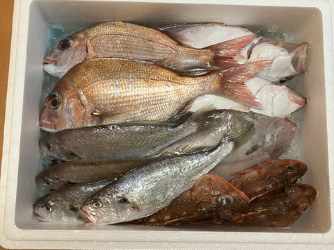 「未利用魚」えっこ船長お任せバラエティーセット(1kg)