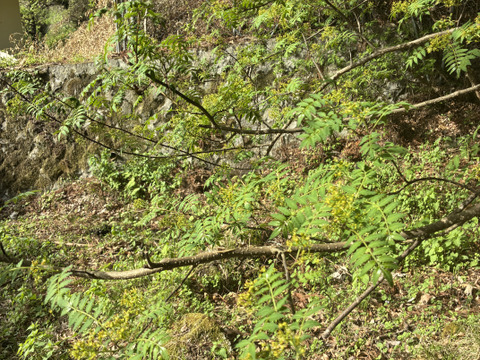 山椒の実(葉付き)