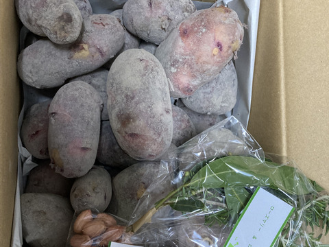 人気の じゃがいも グラウンドペチカ　（デストロイヤー）2.5㎏(60サイズ箱)