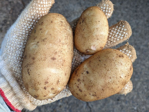沖永良部島産新じゃがいも　５キロ