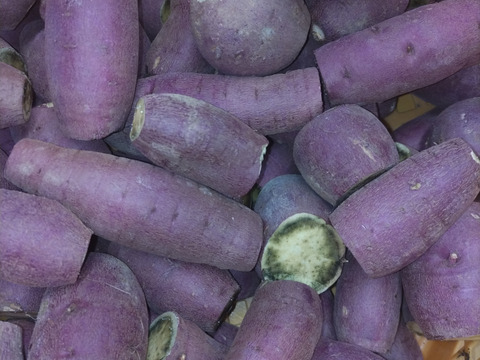 訳ありさつまいも「紅はるか」６ｋｇ・大分県臼杵市野津町産甘しょ