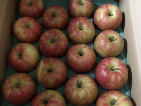 ジョナゴールド　5㎏13～20玉【ASIAGAP認証農場：津軽農園】10月上旬頃収穫　青森りんご　農家直送