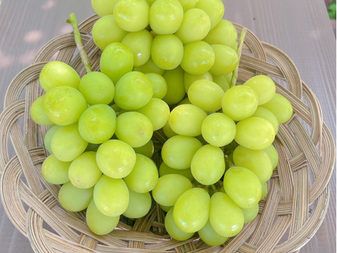 【ご家庭用】朝採れシャインマスカット　3房　約1.2キロ