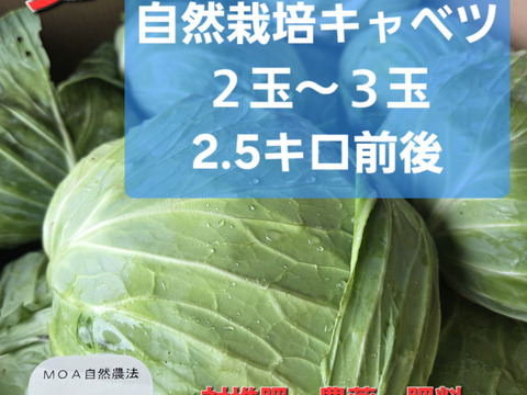 青森原産 野菜 キャベツ 30kg 有機JAS認証夏キャベツ【夏セール！】：青森県産の野菜｜食べチョク