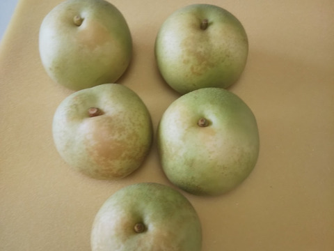 二十世紀梨 7～10玉 2.5ｋｇ