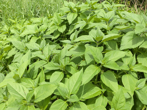 【単品☆メール便用】菊芋の葉🌿キクイモの葉🌿30枚🌿糖質を包み込む成分の水溶性植物繊維「イヌリン」🌿おひたしや菊芋茶などに🌿🏣翌日配送のレターパックライト