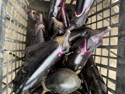 【秋のカボチャセット】農薬不使用で育てたどっしりかぼちゃ5個以上と採れたて季節の野菜盛りセット　 農薬不使用栽培で丁寧に育てました。