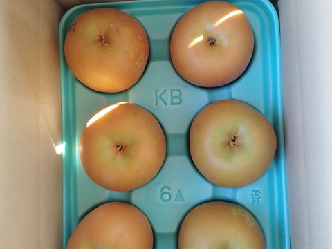 家庭用　あきづき梨　5kg　あま〜〜い梨