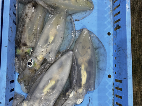 【鮮度抜群】天草・牛深産 釣りアオリイカ（下処理済み・急速冷凍） 700g〜1kg