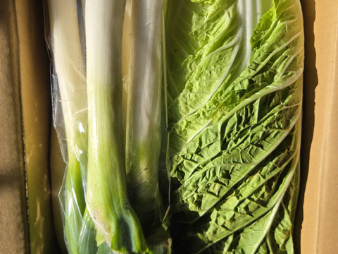 【少量内容量】自然栽培大根×白菜×ネギ(堆肥、農薬、肥料一切無し)