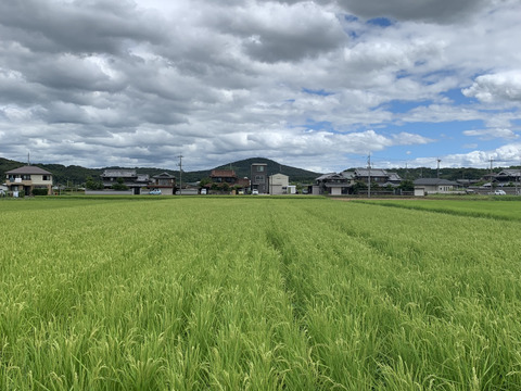 【自然栽培コシヒカリ】白米5kg 令和5年度兵庫県産 農薬肥料不使用の自然栽培米