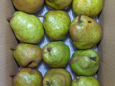 ラ・フランス規格外