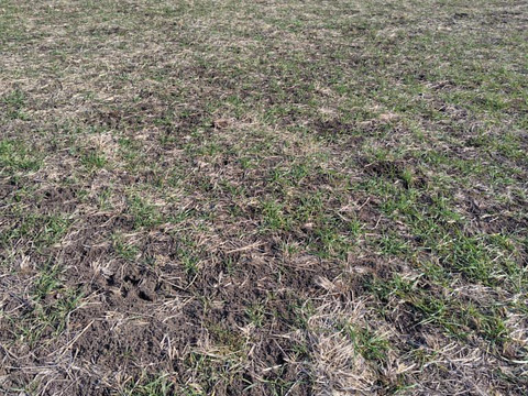 【自然栽培】風味抜群！まことうどん(細麺)250g×4袋