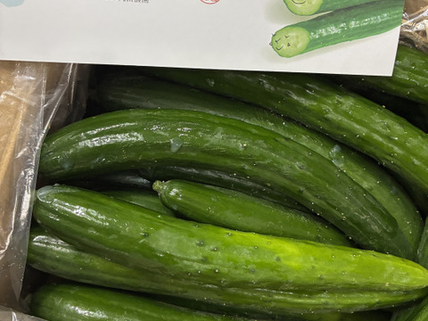 生でそのままガブリ！秩父きゅうりお買い得品【特別栽培、約5Kg】