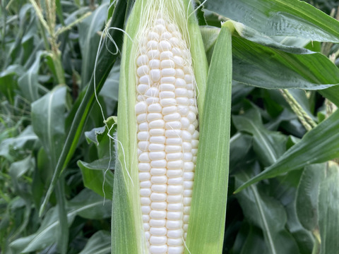 【食べ納め】生でもOK!!白いとうもろこし《ピュアホワイト》