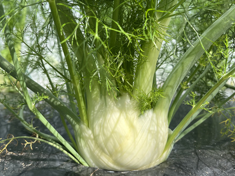 【フィノッキオ】5個セット(4-5kg)農薬・化学肥料不使用