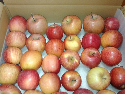 【ラスト20箱！・春りんご・1月14日迄】蔵出し！甘〜いサンふじ5kg（25~32個入り）【家庭用・加工用】