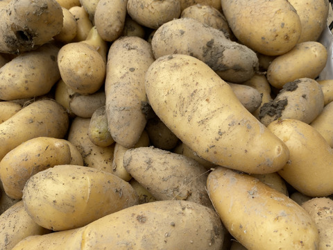 ミッキー様専用