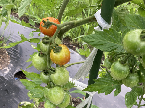 専用　旬野菜　新じゃがセット 春キャベツと新じゃがの限定サラダが登場 春が旬の野菜で