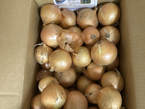北海道産玉ねぎ9