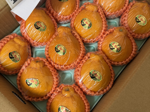 昨年大好評田辺農園不知火デコ柑約2,5k 12玉、13玉、15玉小玉