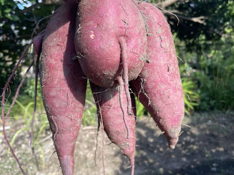 たしかに絹の舌ざわり！なシルクスイート（４Kg)