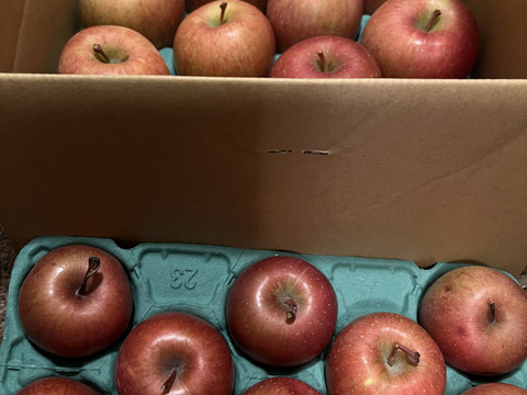 ふじ　10キロ　本当の加工用りんご　 ジャム、ジュース、コンポート用　36～46玉