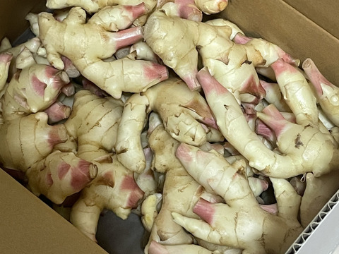 高評価！ 農家直送 5kg：高知県産のその他薬味・スパイス 高知県産新生姜 野菜
