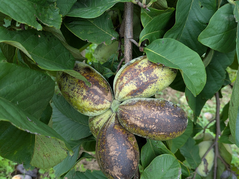 ポポーの実　約1キロ　サイズ中小多め　天然栽培