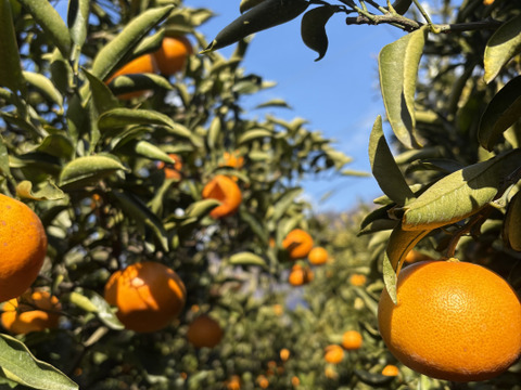 樹上熟成！広島県産 ｢せとか｣ 10kg （家庭用）