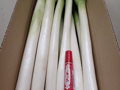 🎁お得⭕️限定セール⭕️薬皮むき白ネギ【M／L／2L混合】20本✨信州産✨【特別栽培】✨【無消毒栽培】