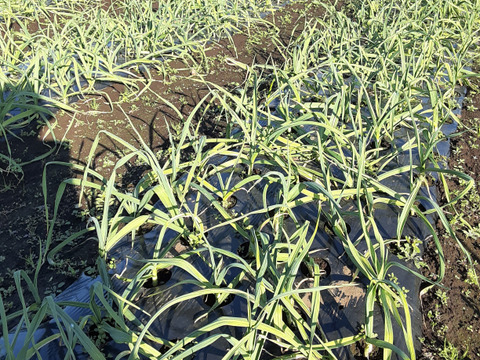 春告げ野菜「祝蕾と訳あり葉ニンニク」のセット