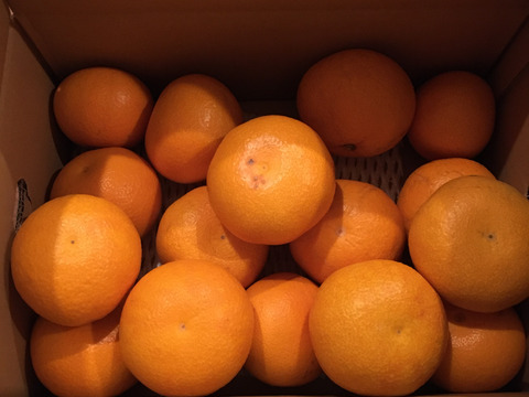 【木成り八朔】4キロ家庭用　※皮むき器つき　さつき八朔　はっさく