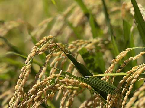 特別權之丞米【まっしぐら】玄米5kg