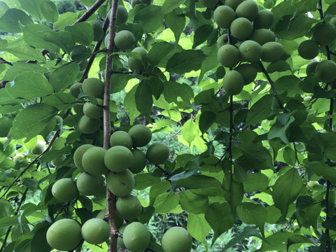 熊本産自然栽培20年の青梅1〜5Kg
