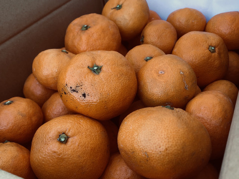 【12月よりお届け】完熟早生ミカン 5㎏。サイズ混合。